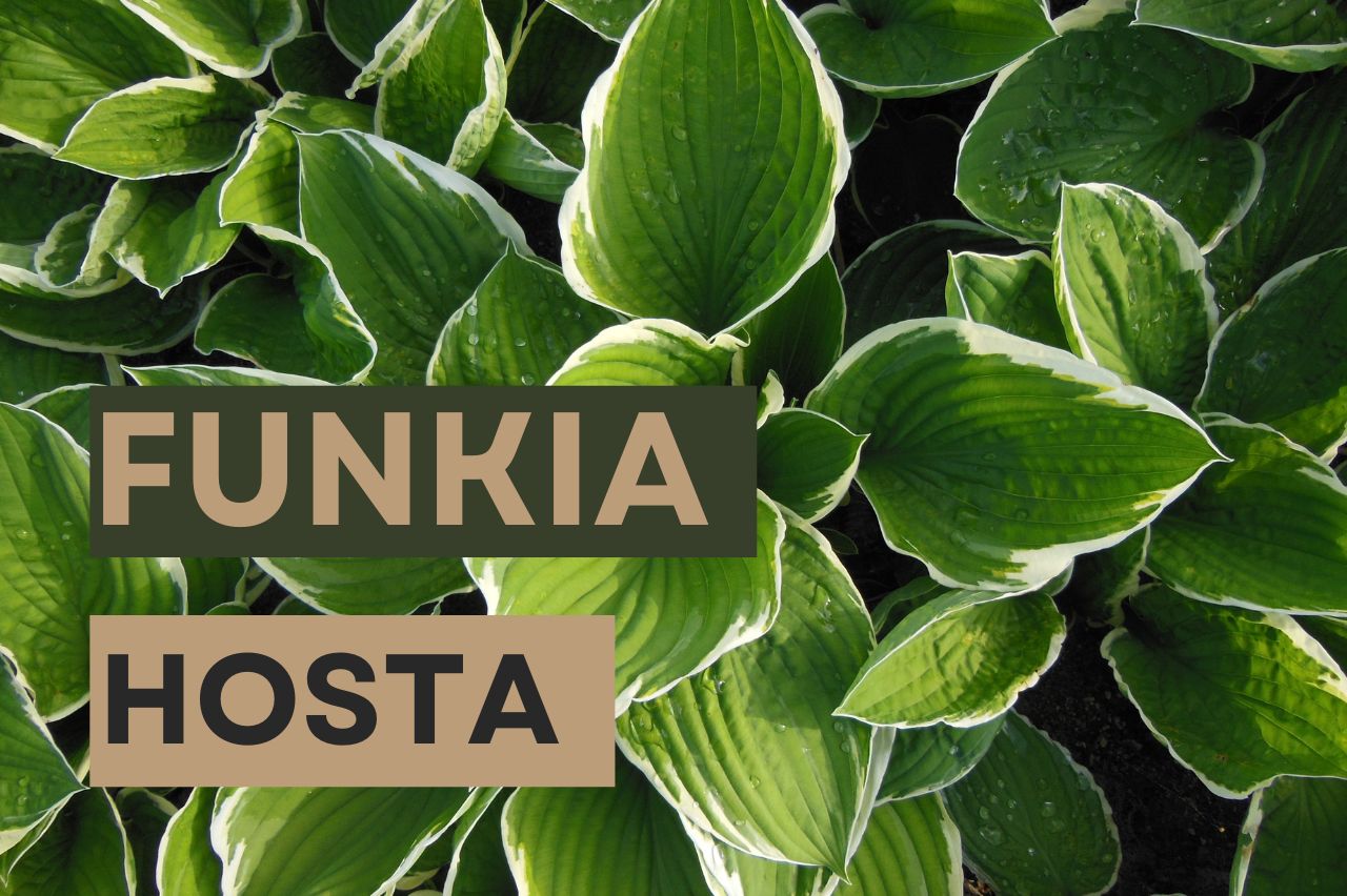 Funkia – odmiany i charakterystyka