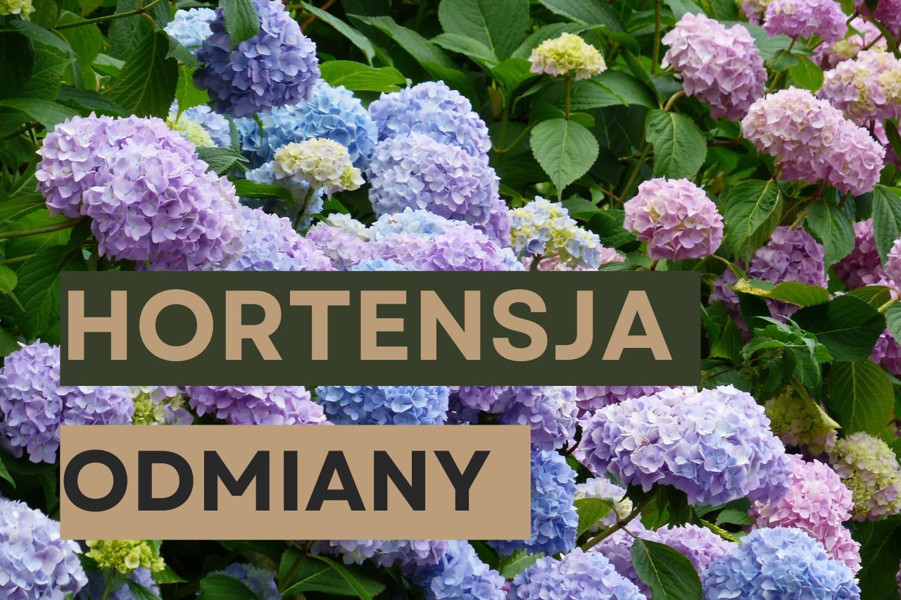 Hortensja – gatunki i charakterystyka