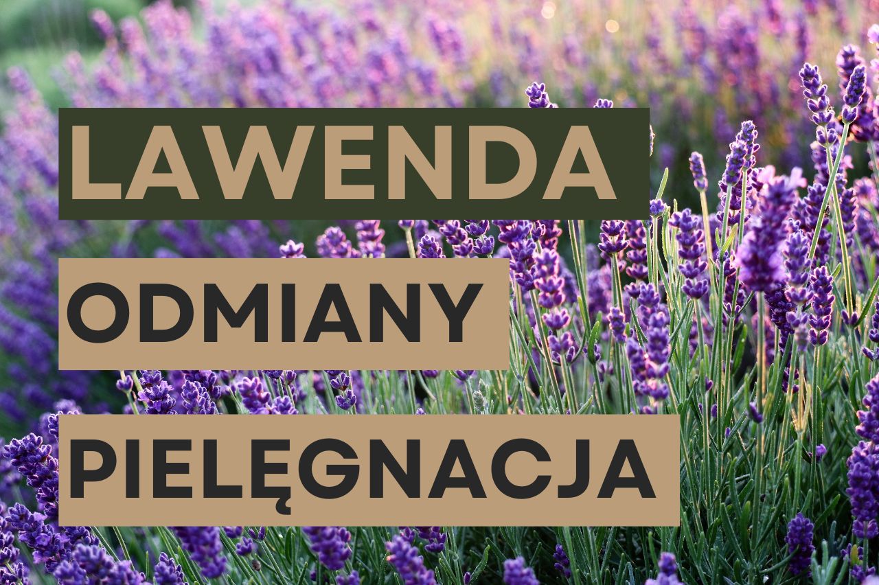 Lawenda – odmiany i pielęgnacja