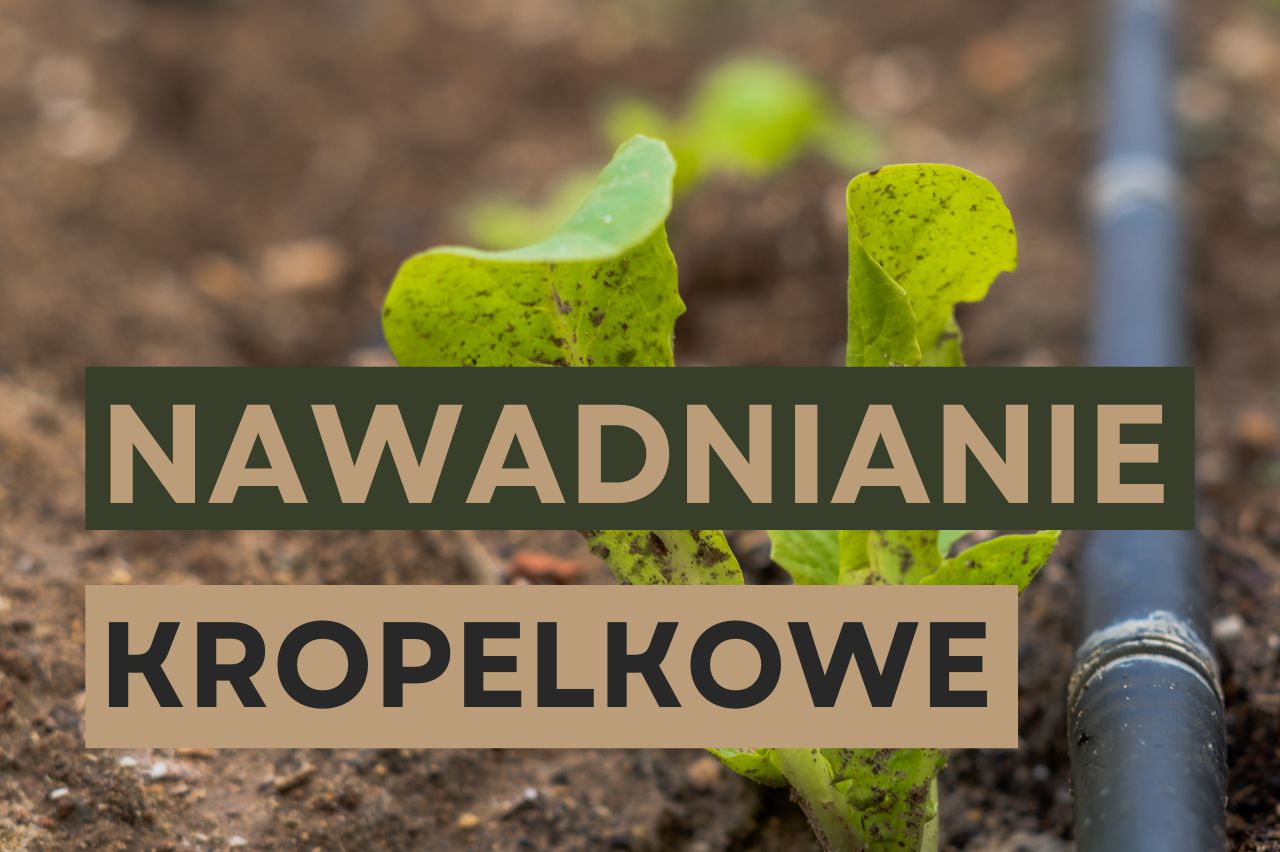 Nawadnianie kropelkowe