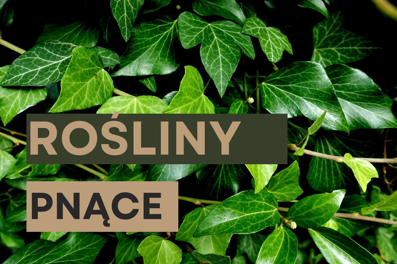 Rośliny pnące