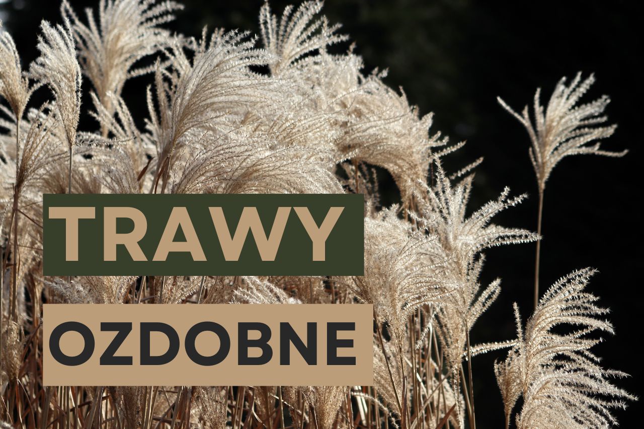 Trawy ozdobne – gatunki i pielęgnacja