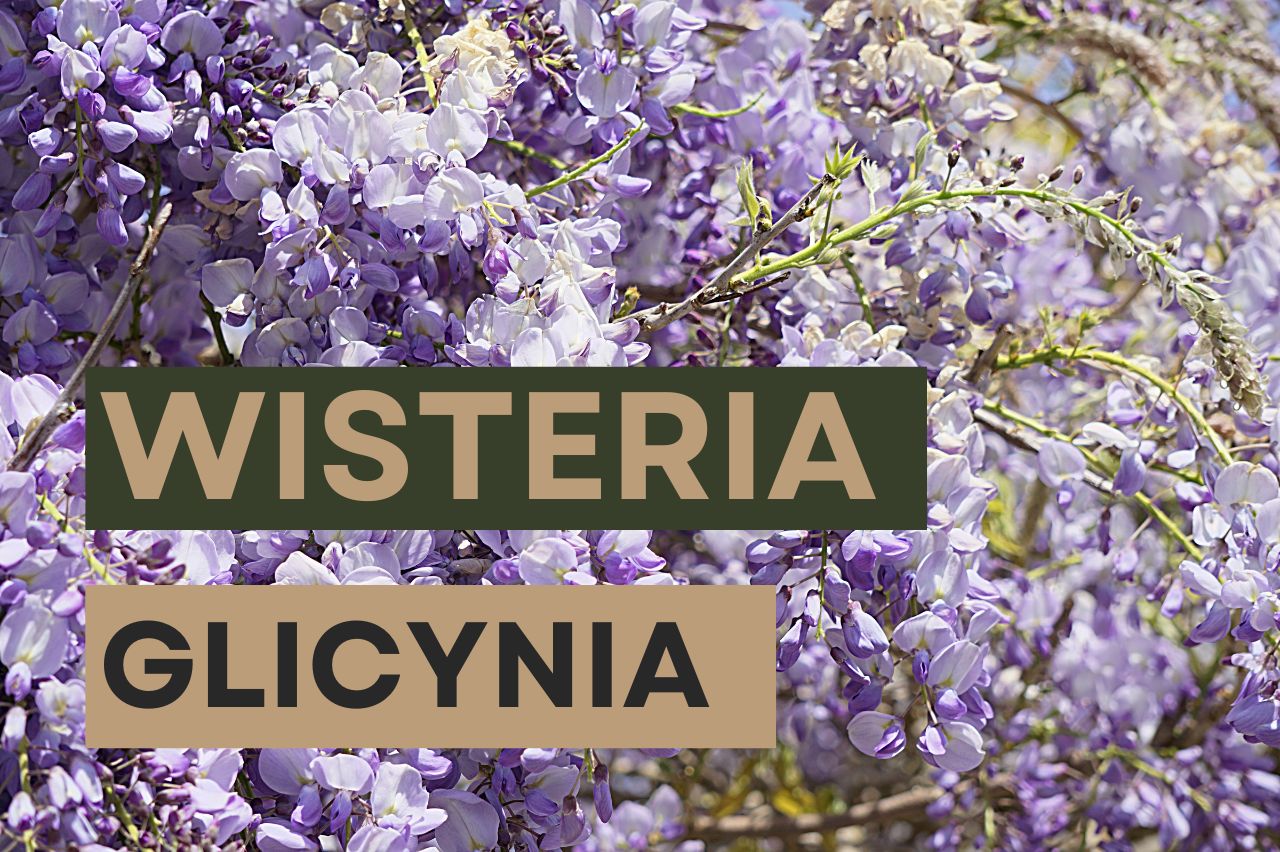 Wisteria – przycinanie, sadzenie, odmiany, kwitnienie